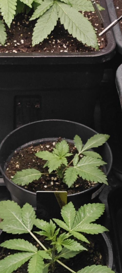 BARNEY'S FARM Test-Grow 🌱. Week 2