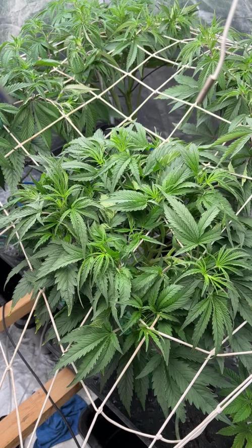 SUPREMIUM. In House genetics coco