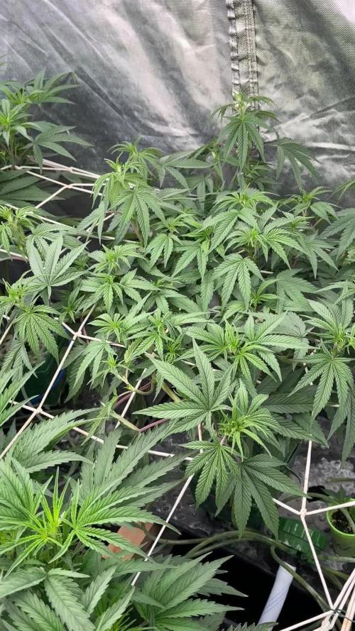 SUPREMIUM. In House genetics coco