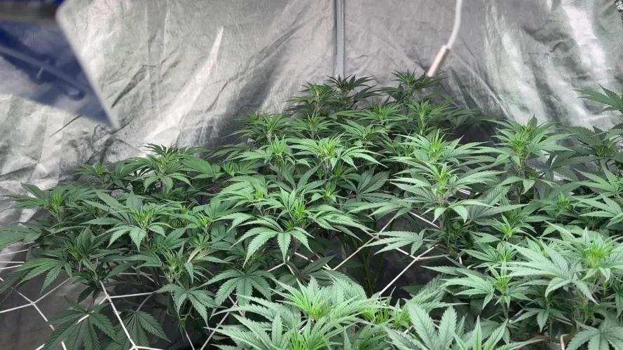 SUPREMIUM. In House genetics coco