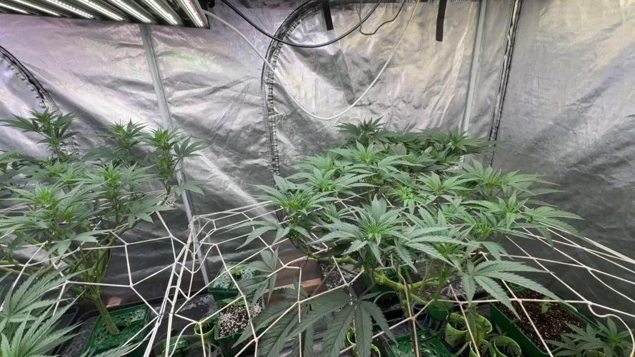 SUPREMIUM. In House genetics coco