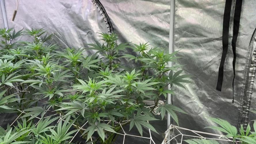 SUPREMIUM. In House genetics coco