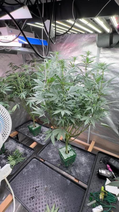 SUPREMIUM. In House genetics coco