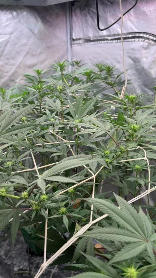 SUPREMIUM. In House genetics coco