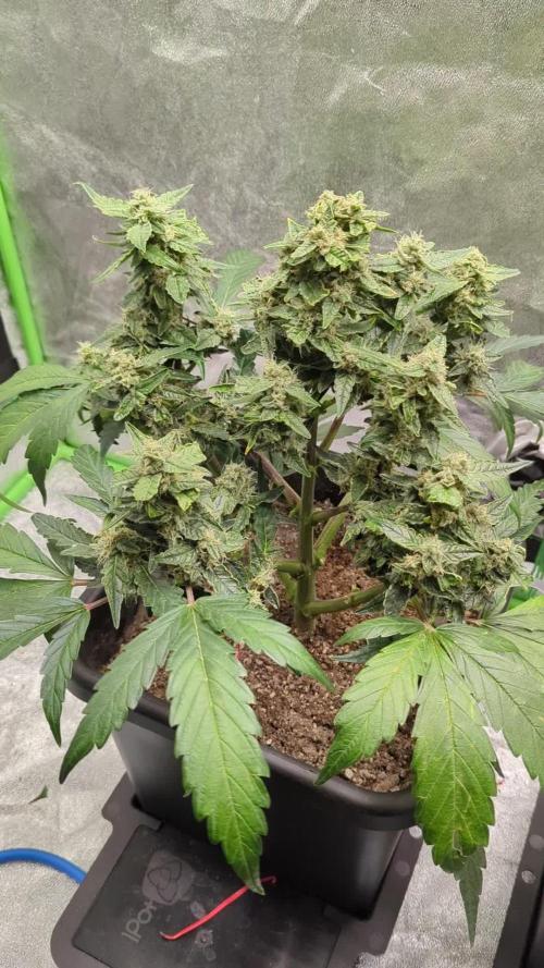 Auto Blueberry QCS Quebec Cannabis Seeds