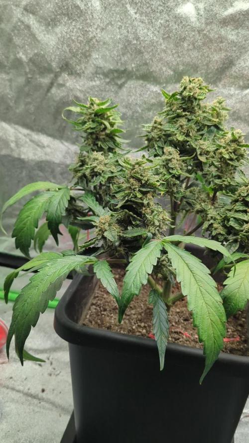 Auto Blueberry QCS Quebec Cannabis Seeds