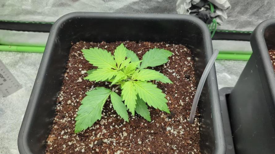 Auto Gelato QCS