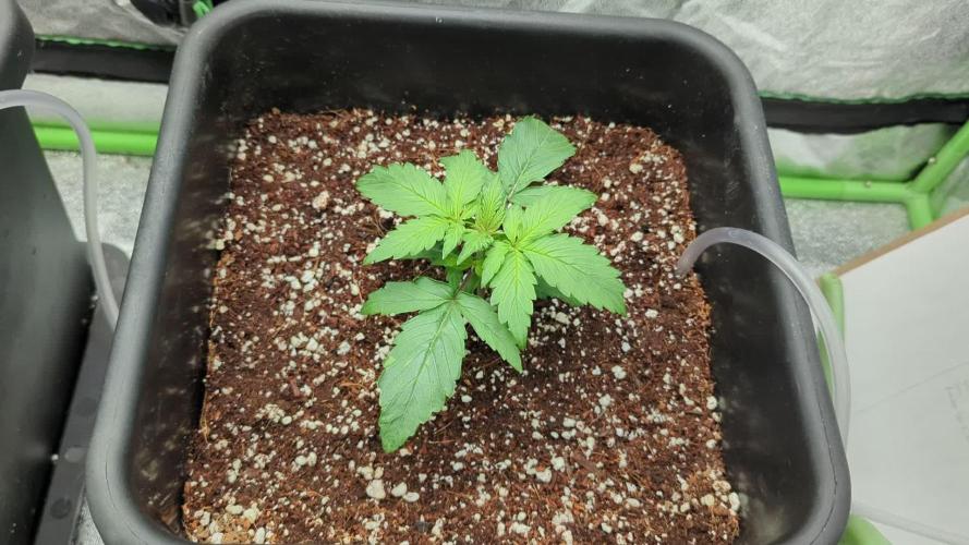 AK-47 Auto QCS seeds