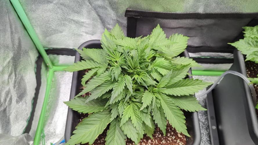 Auto Mazar QCS Seeds