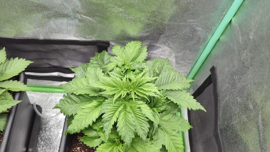 Auto Jack Herer