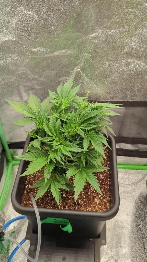 Auto Mazar QCS Seeds