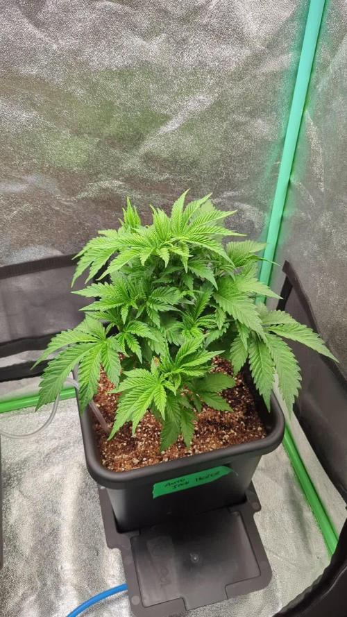 Auto Jack Herer