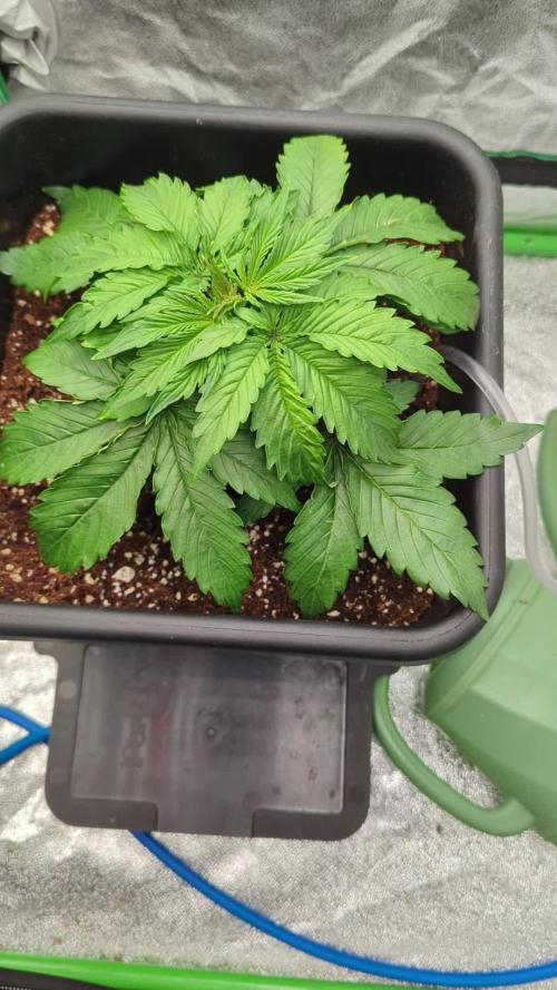 AK-47 Auto QCS seeds