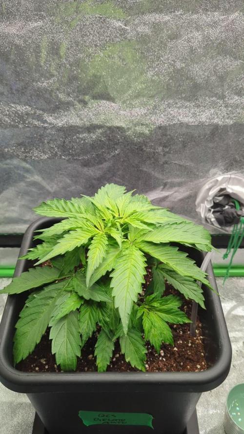 Auto Gelato QCS