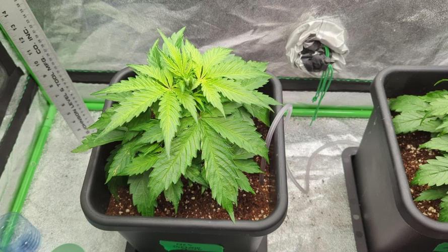 Auto Gelato QCS