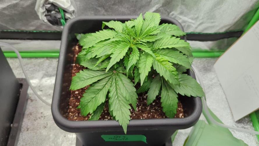 AK-47 Auto QCS seeds