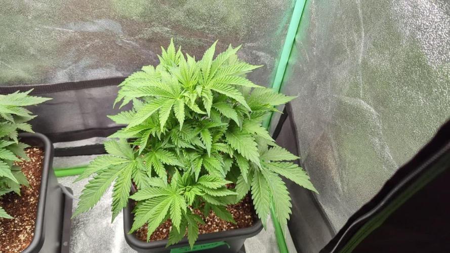 Auto Jack Herer