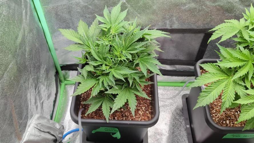 Auto Mazar QCS Seeds