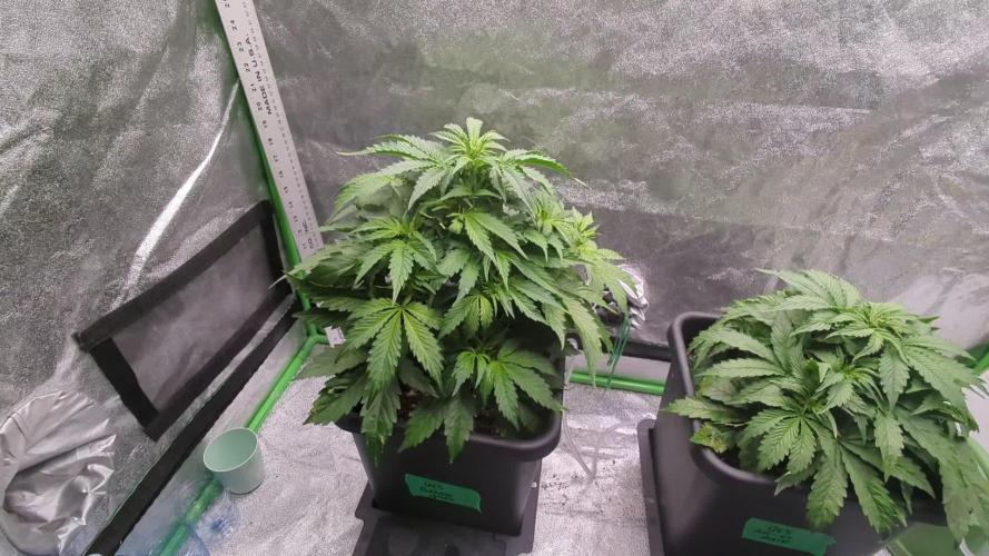 Auto Gelato QCS