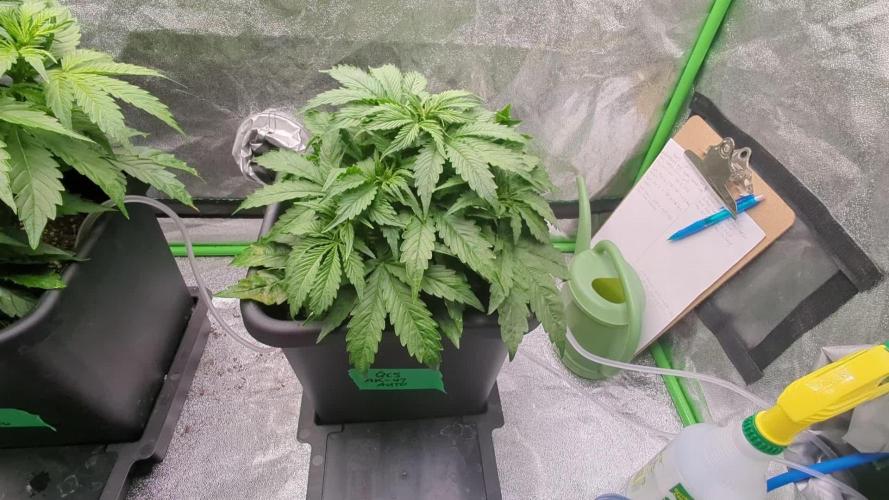 AK-47 Auto QCS seeds