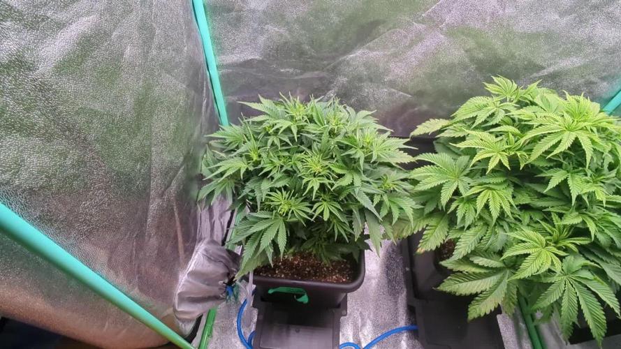 Auto Mazar QCS Seeds