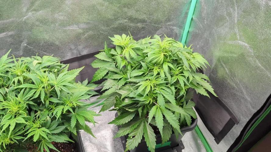 Auto Gelato QCS