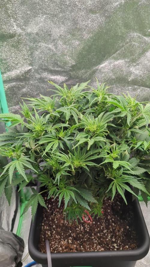 Auto Mazar QCS Seeds