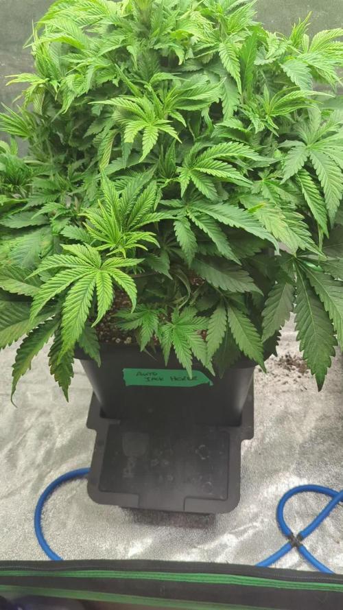 Auto Jack Herer