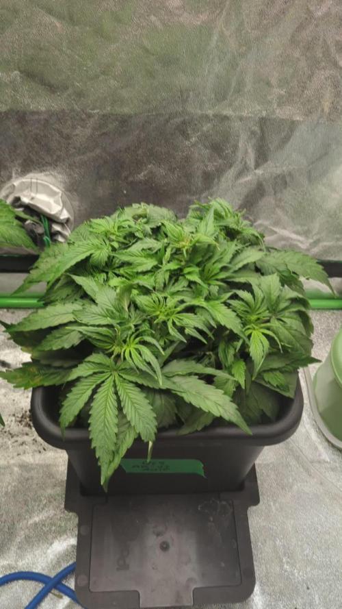 AK-47 Auto QCS seeds