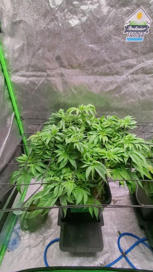 Auto Jack Herer