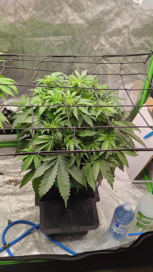 AK-47 Auto QCS seeds