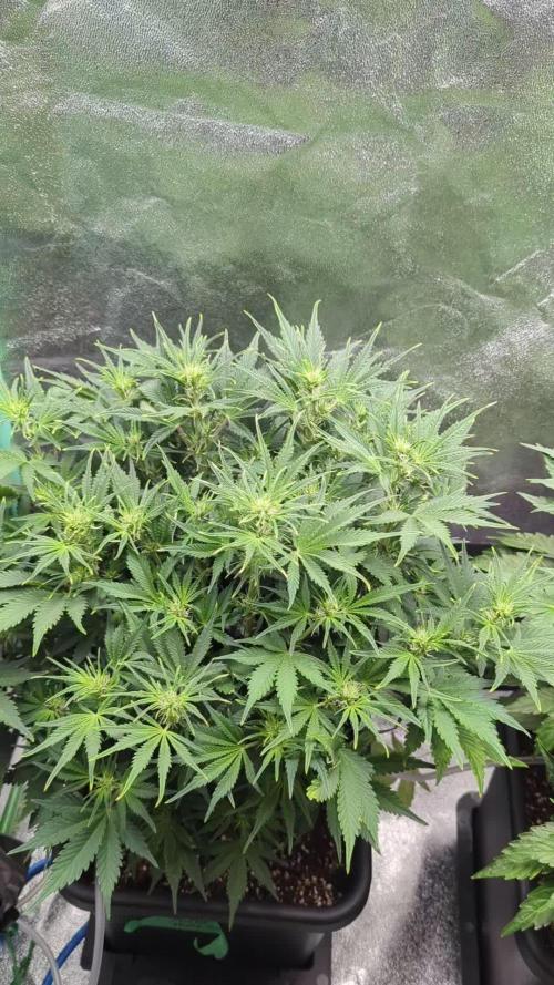 Auto Mazar QCS Seeds