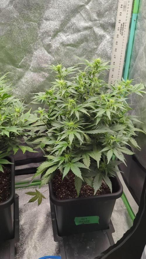 Auto Gelato QCS