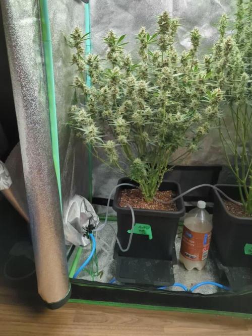 Auto Mazar QCS Seeds