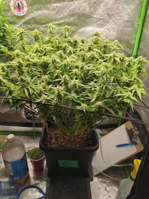AK-47 Auto QCS seeds
