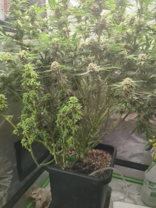 Granite Haze F6 plant 1