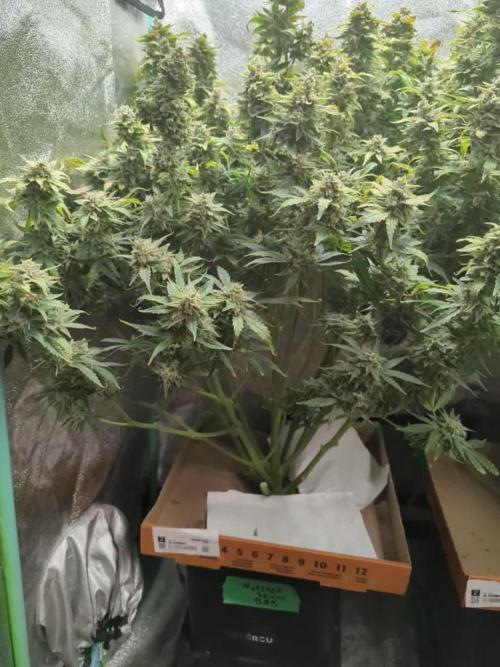 Northern Skunk Auto - ButterbeanBirdseed