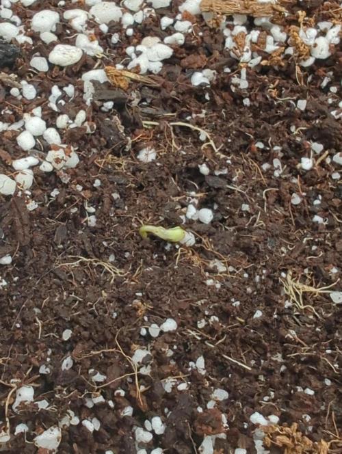 Rainambe - Harambe x Rainbow 6. Week 0 - 98 hours later