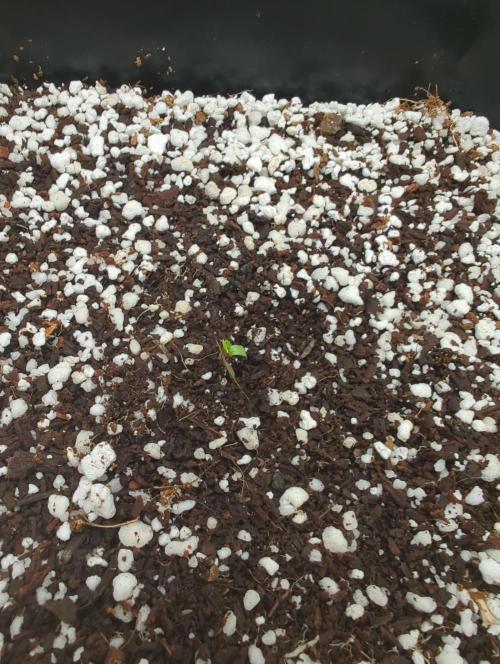 Gorilla Skunk- Harambe x Northern Skunk. Week 0 - 96 hours later