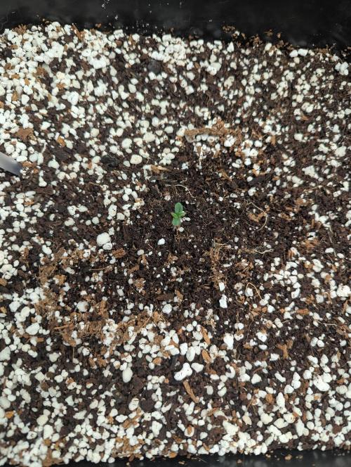 Rainambe - Harambe x Rainbow 6. Week 1 - Day 1 