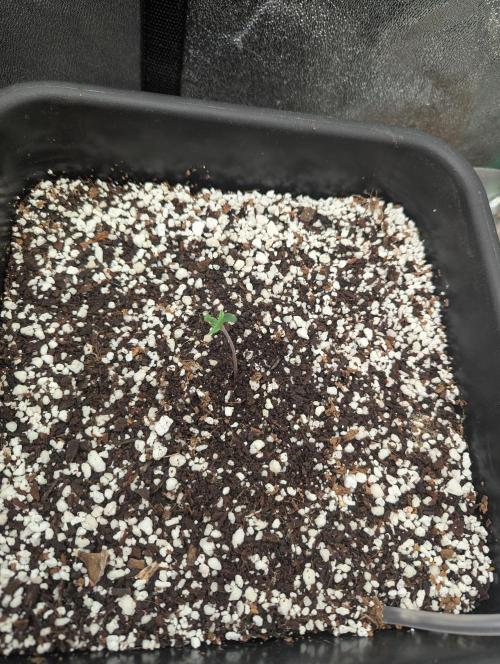 Gorilla Skunk- Harambe x Northern Skunk. Week 1 - Day 1