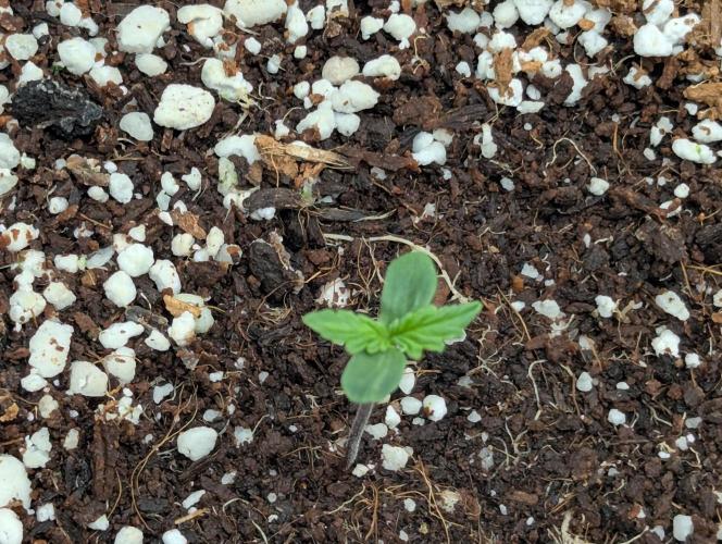 Rainambe - Harambe x Rainbow 6. Week 1 - Day 2