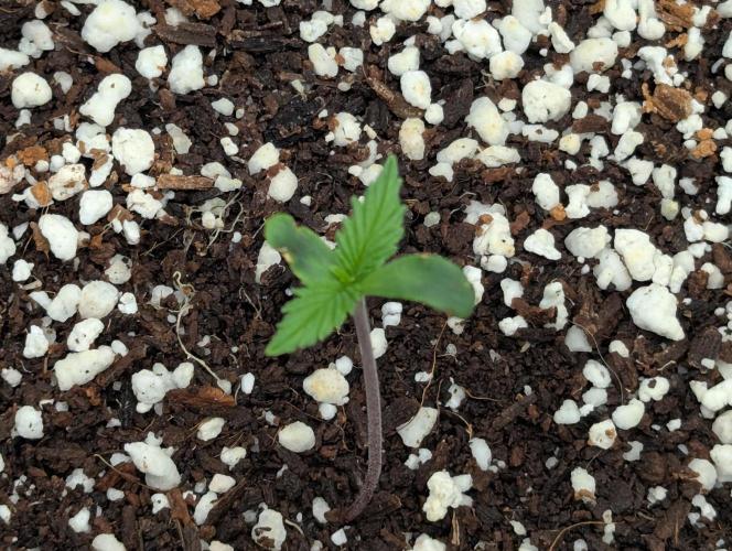 Gorilla Skunk- Harambe x Northern Skunk. Week 1 - Day 2