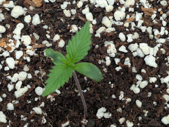 Gorilla Skunk- Harambe x Northern Skunk. Week 1 - Day 3