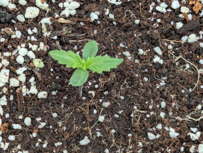 Rainambe - Harambe x Rainbow 6. Week 1 - Day 3