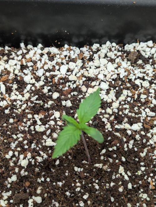 Gorilla Skunk- Harambe x Northern Skunk. Week 2 - Day 4