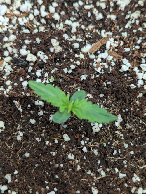 Rainambe - Harambe x Rainbow 6. Week 2 - Day 4