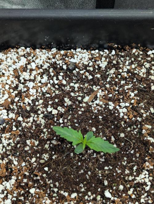 Rainambe - Harambe x Rainbow 6. Week 2 - Day 5