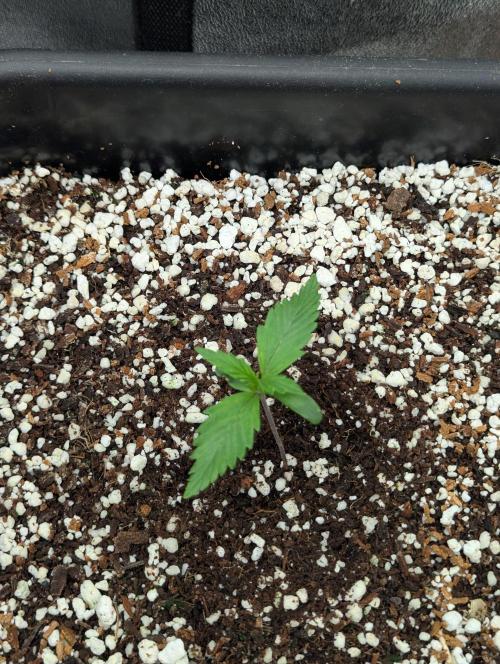 Gorilla Skunk- Harambe x Northern Skunk. Week 2 - Day 5