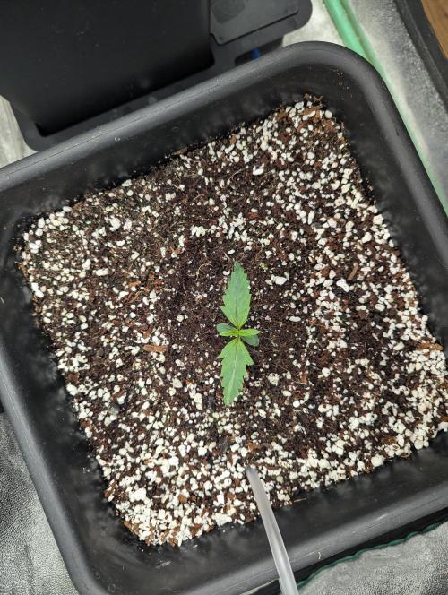 Rainambe - Harambe x Rainbow 6. Week 2 - Day 6